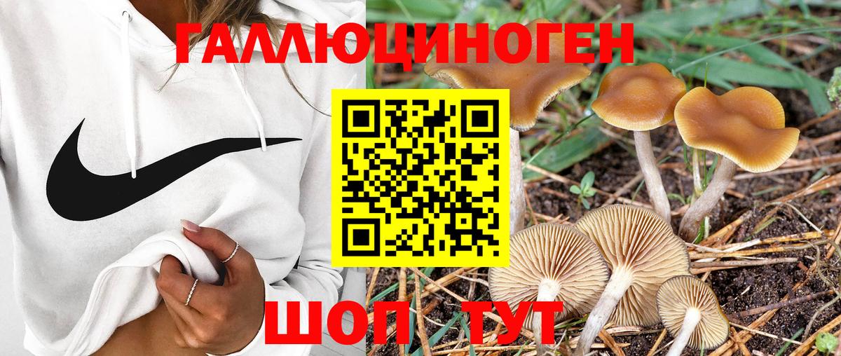Галлюциногенные грибы MAGIC MUSHROOMS  Вход с VPN  Дмитров  купить наркоту  Псилоцибиновые грибы прущие грибы 